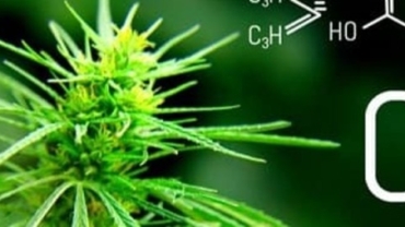 El CBD, y sus beneficios en la salud.